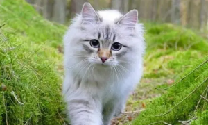 西伯利亚猫多少钱一只