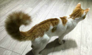 猫咪为什么爱翘起尾巴呢