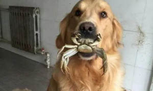 狗狗能不能吃生蟹肉
