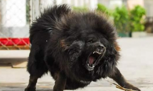藏獒是国内第一猛犬吗