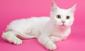 猫咪喜欢粉红吗？原因是什么？