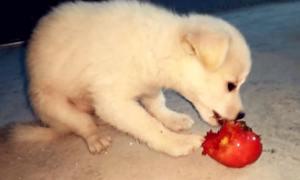 狗狗能吃番茄吗为什么