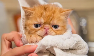 宠物猫怎么洗澡怎么吹干