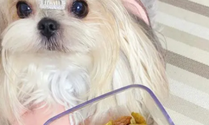 狗能吃葡萄干吗为什么