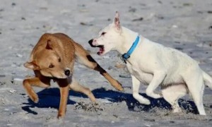 狗狗打架时为什么经常上嘴咬