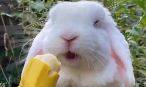 兔子能不能吃香蕉