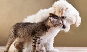 猫咪为什么比狗更亲近呢
