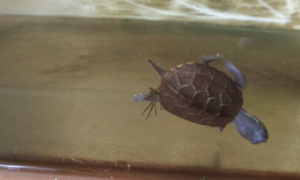 草龟可以深水养吗为什么