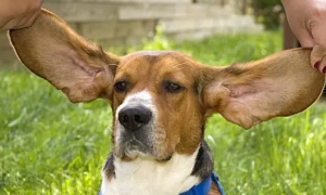 狗狗耳朵发炎流脓用什么药