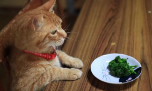 为什么猫咪有的吃素