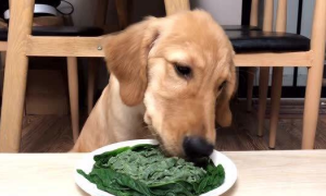 狗狗为什么不吃菠菜的原因有哪些