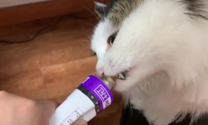 猫咪不吃东西只吃营养膏是什么原因