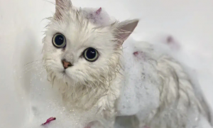 宠物猫怎么洗澡视频