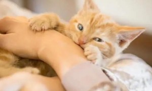 猫咪为什么咬人还含着舌头