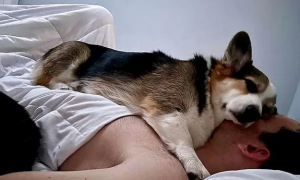 狗狗为什么黏着你睡觉