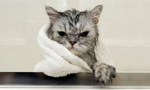 宠物店能给猫洗澡吗