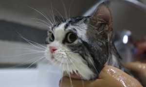 宠物家能给猫洗澡吗