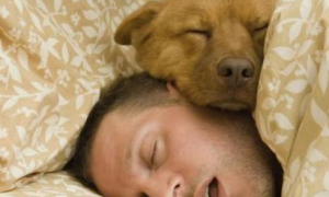 为什么狗狗喜欢靠着你睡觉的原因