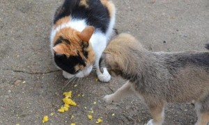 猫和狗互相吃粮食怎么办