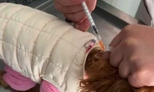 狗狗要打狂犬疫苗吗，多久多久打一次呢？