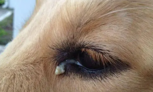 狗狗为什么很多眼屎呢