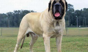 超大型狗狗品种大全