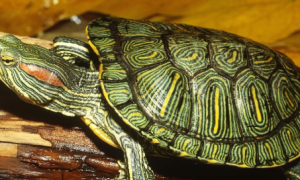 巴西红耳龟能活多长时间寿命