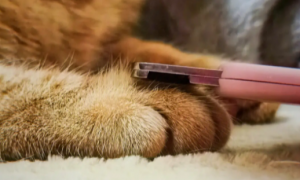 剪了猫的指甲会怎么样？