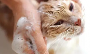 母猫流产后多久才能洗澡？