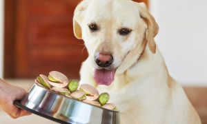 狗能吃开心果吗为什么