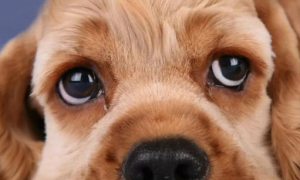 狗狗为什么会眼睛变小呢
