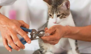 小猫多大可以剪指甲啊？