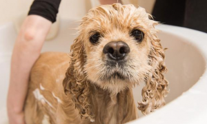 宠物狗多久可以洗澡