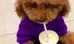 泰迪狗喝了牛奶会发生什么