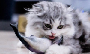 猫能不能吃鱼刺呢