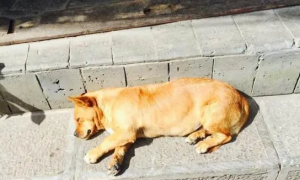狗狗为什么主动晒太阳睡觉呢