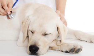 狗狗的胰腺炎为什么会肾衰竭