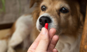 狗狗心脏病可以自行买药给狗狗吃吗？