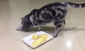 猫咪为什么有埋掉食物的举动