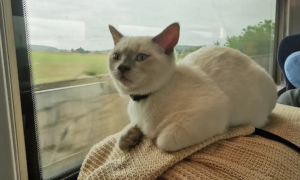 如何带猫咪坐火车