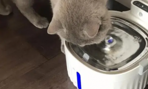 猫用饮水机要24小时开着吗
