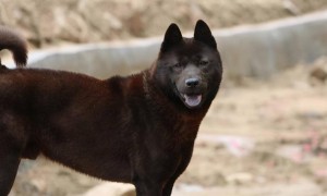中华田园犬五黑狗出售