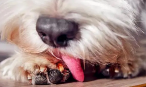 狗狗为什么吃自己的脚趾甲呢