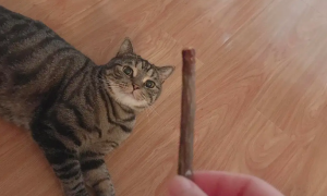猫咪能吃木天蓼吗
