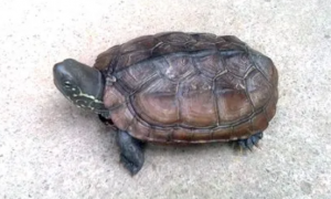 中华草龟为什么不能养