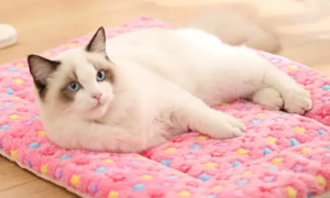 为什么猫咪喜欢啃地垫