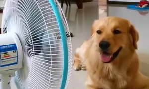为什么狗狗喜欢热风扇