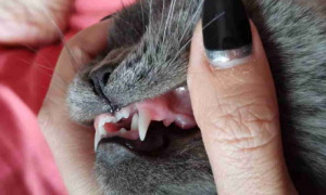 猫咪多久就可以换完牙齿了？
