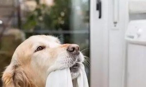 为什么狗狗咬老人衣服呢
