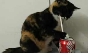 猫能喝可乐吗为什么
